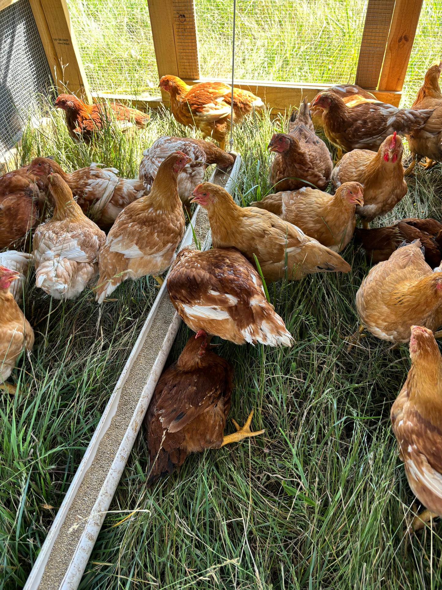 Chicken Leg Quarters