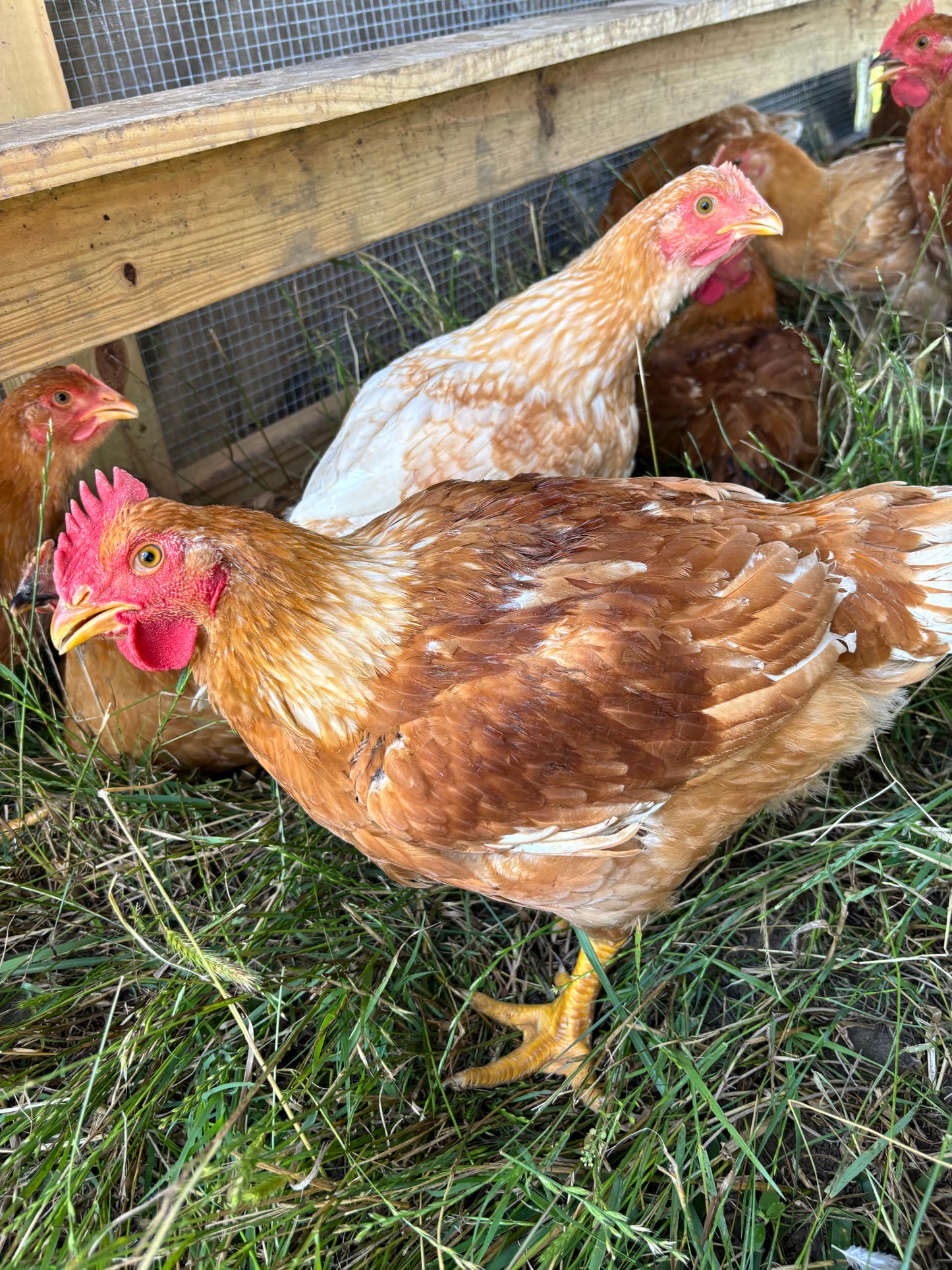 Chicken Leg Quarters